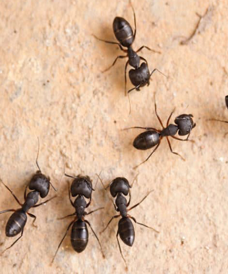 Carpenter-Ants-image