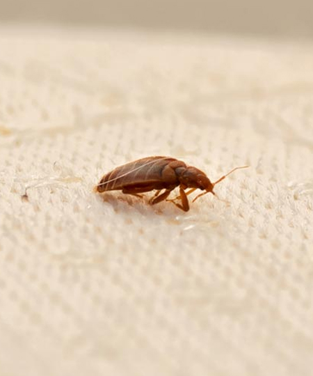 bedbugs-control-image