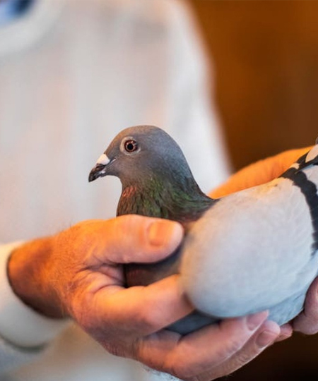pigeon-control-image