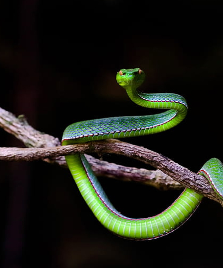snakes-image