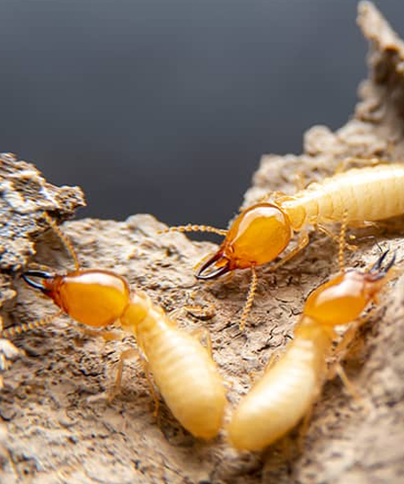 termite-control-image